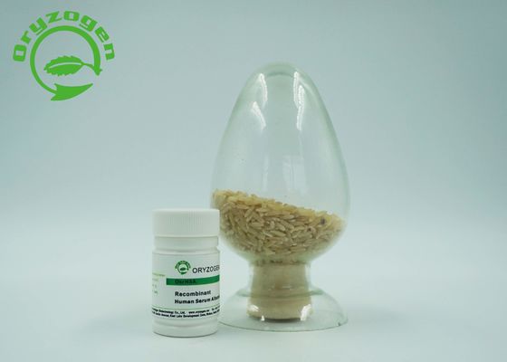 벼 재조합형 HSA 동결 - 말린 파우더 66.554KD 분자량 인간 알부민 단백질